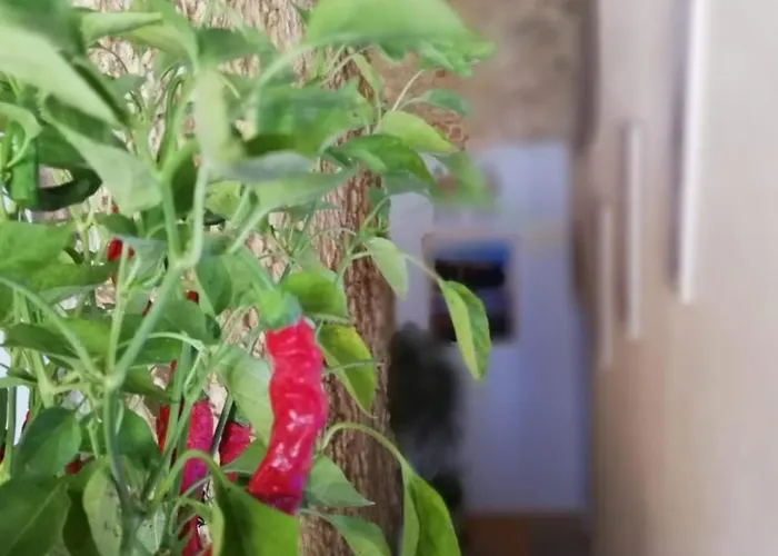 A Casa Di Alessandro Bed & Breakfast 5*